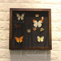High quality 10*10 3D deep black velvet back Butterfly Taxidermy Wooden shadow box photo Frame